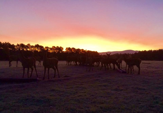 Beautiful sunset at Rothiemurchus